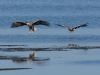 2Seeadler (2)