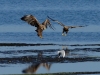 2Seeadler (3)