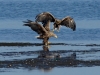 2Seeadler (4)