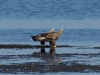 2Seeadler (5)