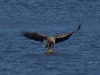 2Seeadler (6)