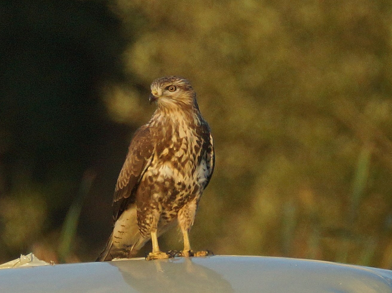 Mäusebussard