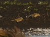 Wiesenpieper