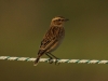 Braunkehlchen
