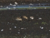 Rätsellimikole (3)