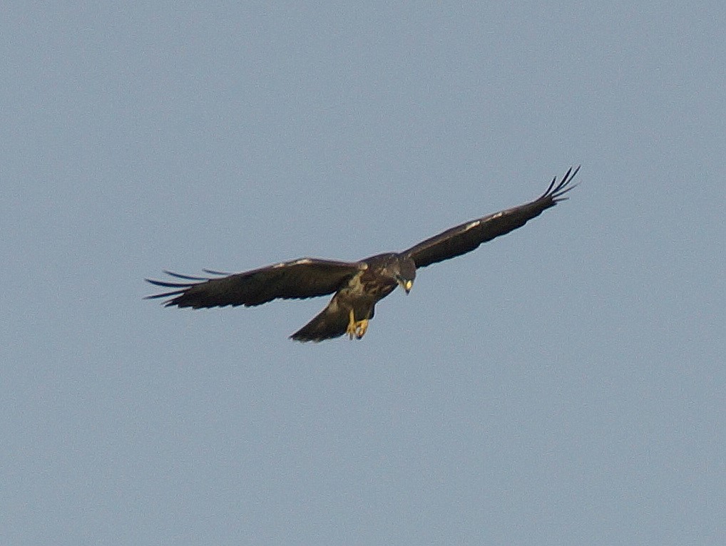 Bussard (1)