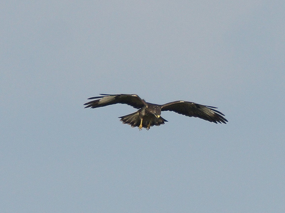 Bussard (2)