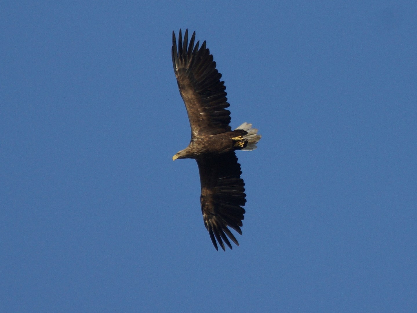 Seeadler