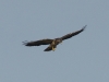 Bussard (1)