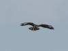 Bussard (2)