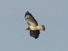 Bussard (3)