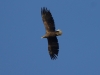 Seeadler