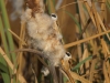 Beutelmeise (2)