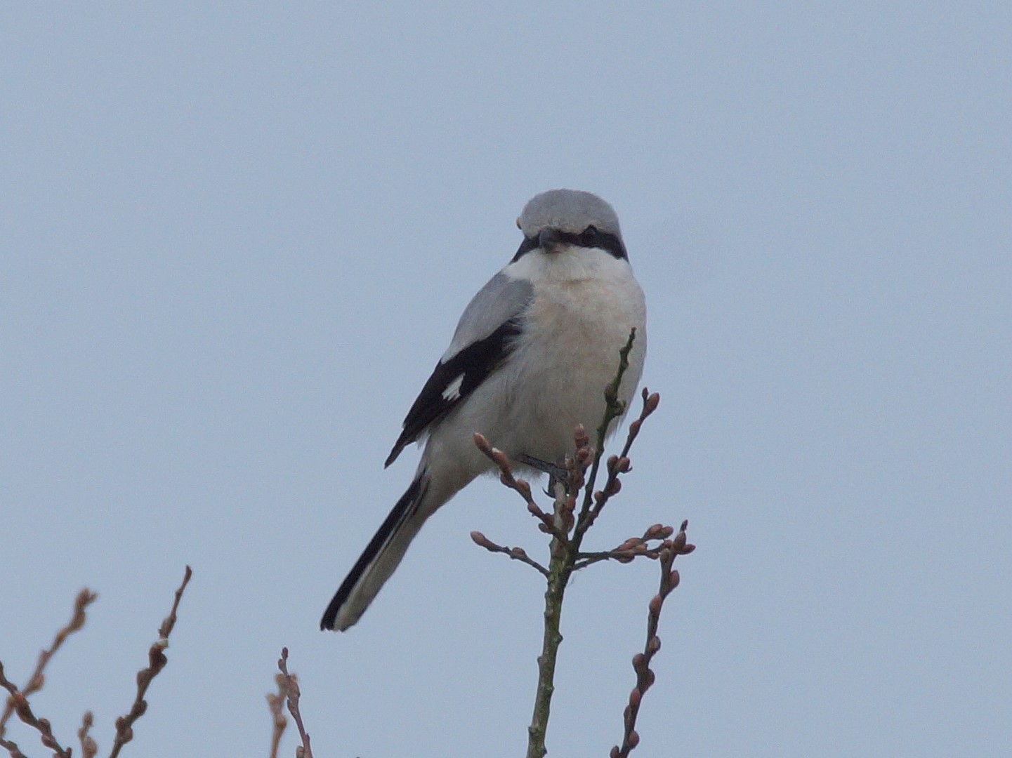 Raubwürger (3)