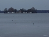 Gänsesäger (1)