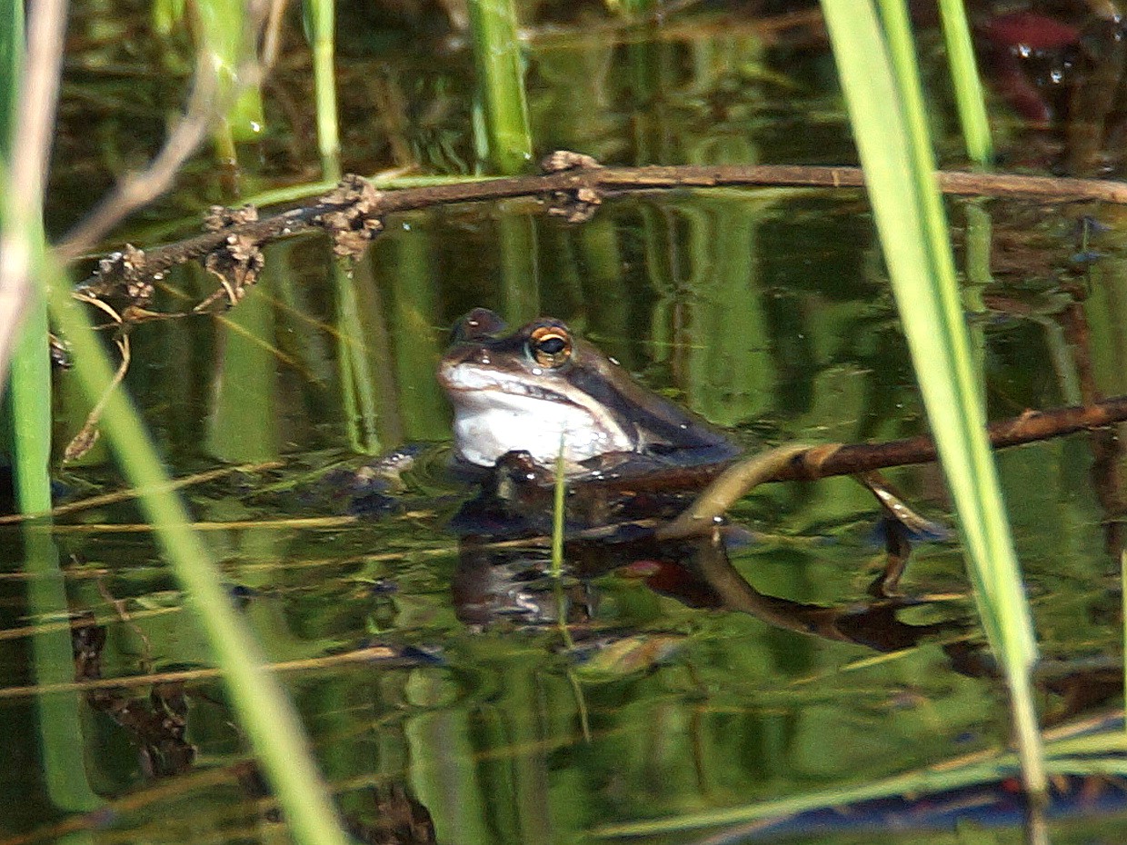 Moorfrosch