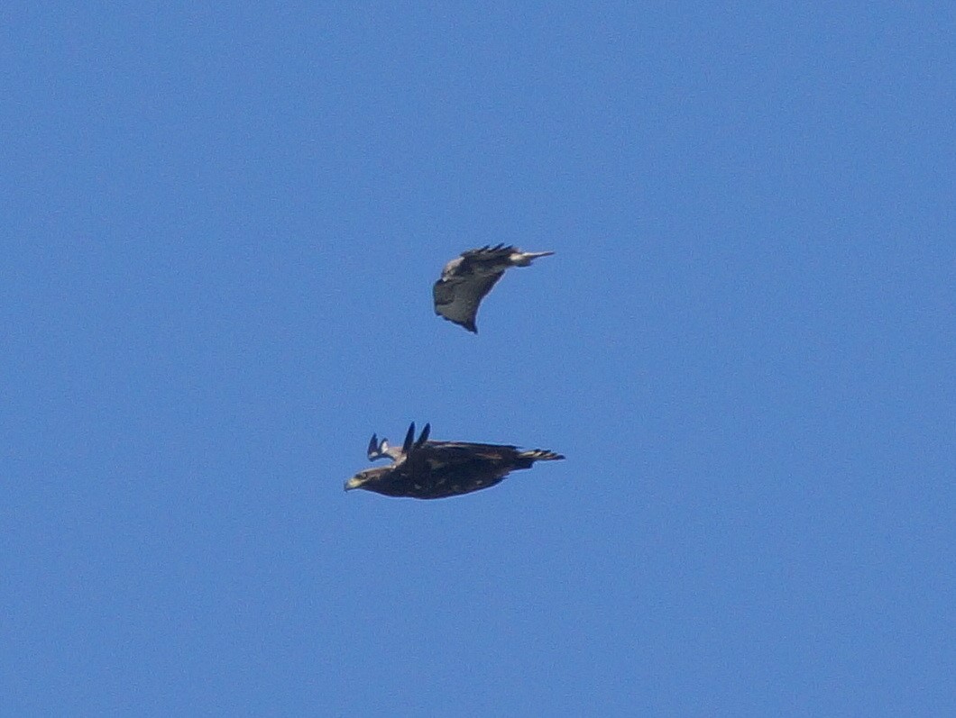 Seeadler (2)