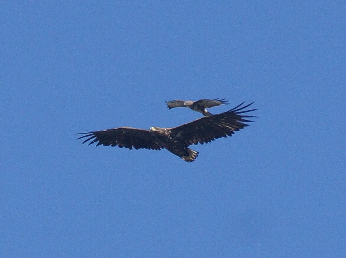Seeadler (3)