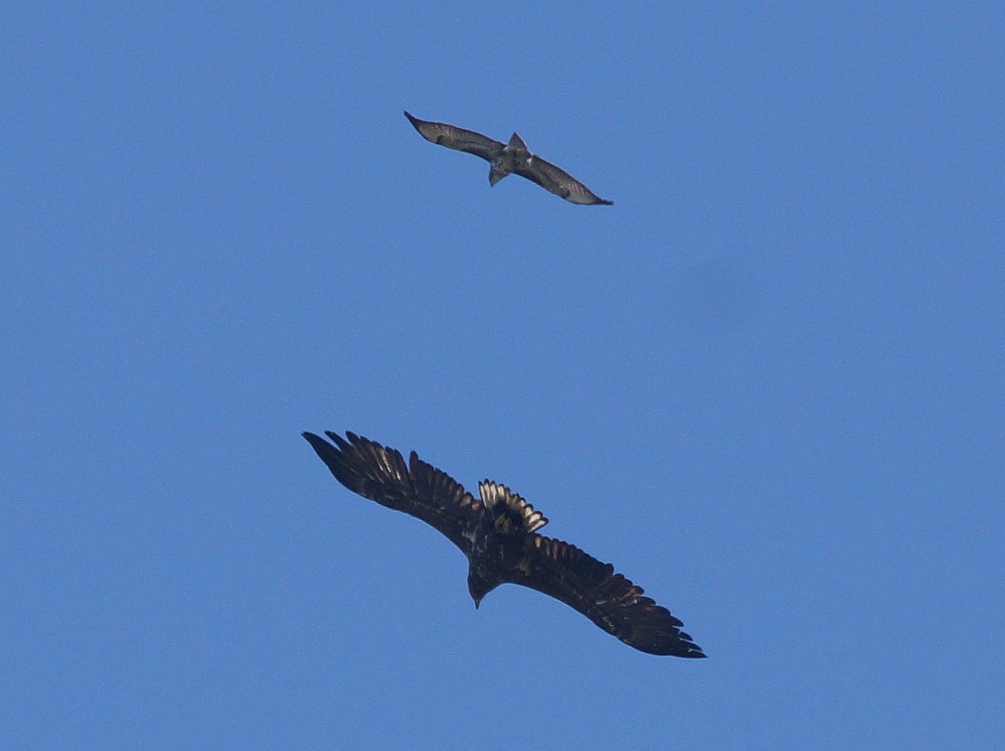 Seeadler (4)