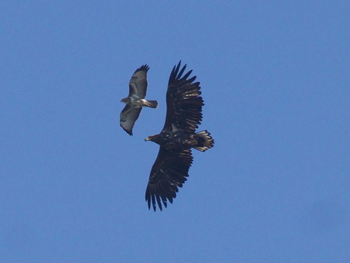Seeadler (5)
