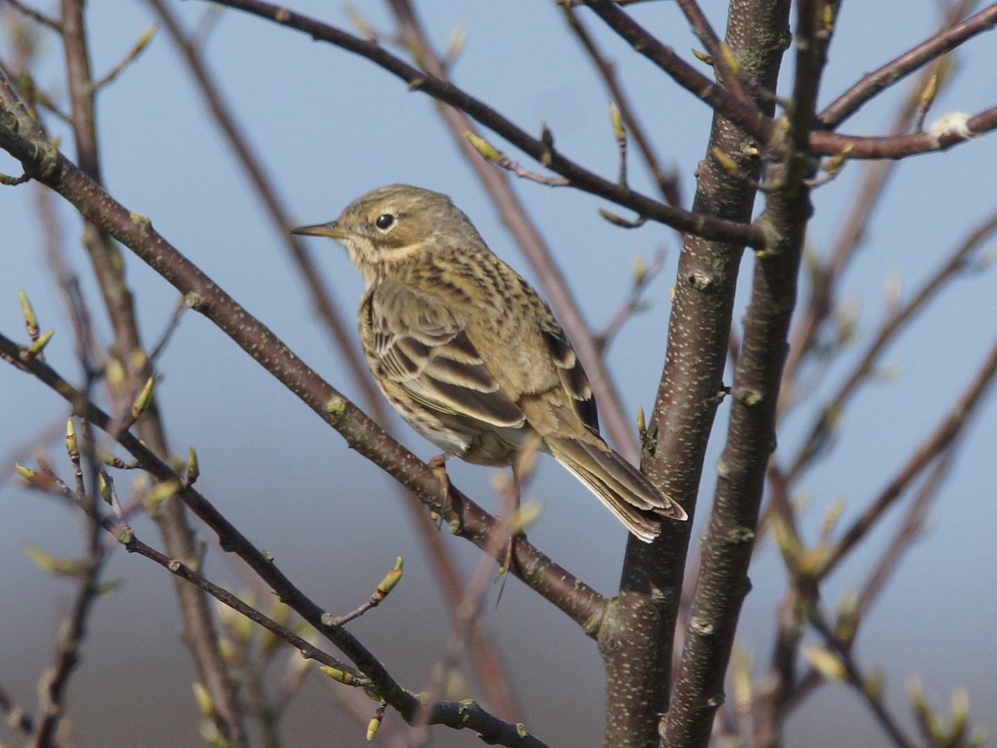 Wiesenpiper