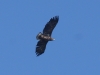 Seeadler (1)