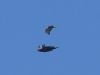 Seeadler (2)