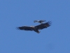 Seeadler (3)