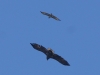 Seeadler (4)