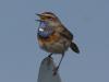 Blaukehlchen (1)