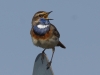 Blaukehlchen (2)