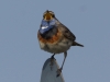 Blaukehlchen (3)