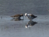 Kampfläufer (1)