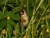 Stieglitz (2)