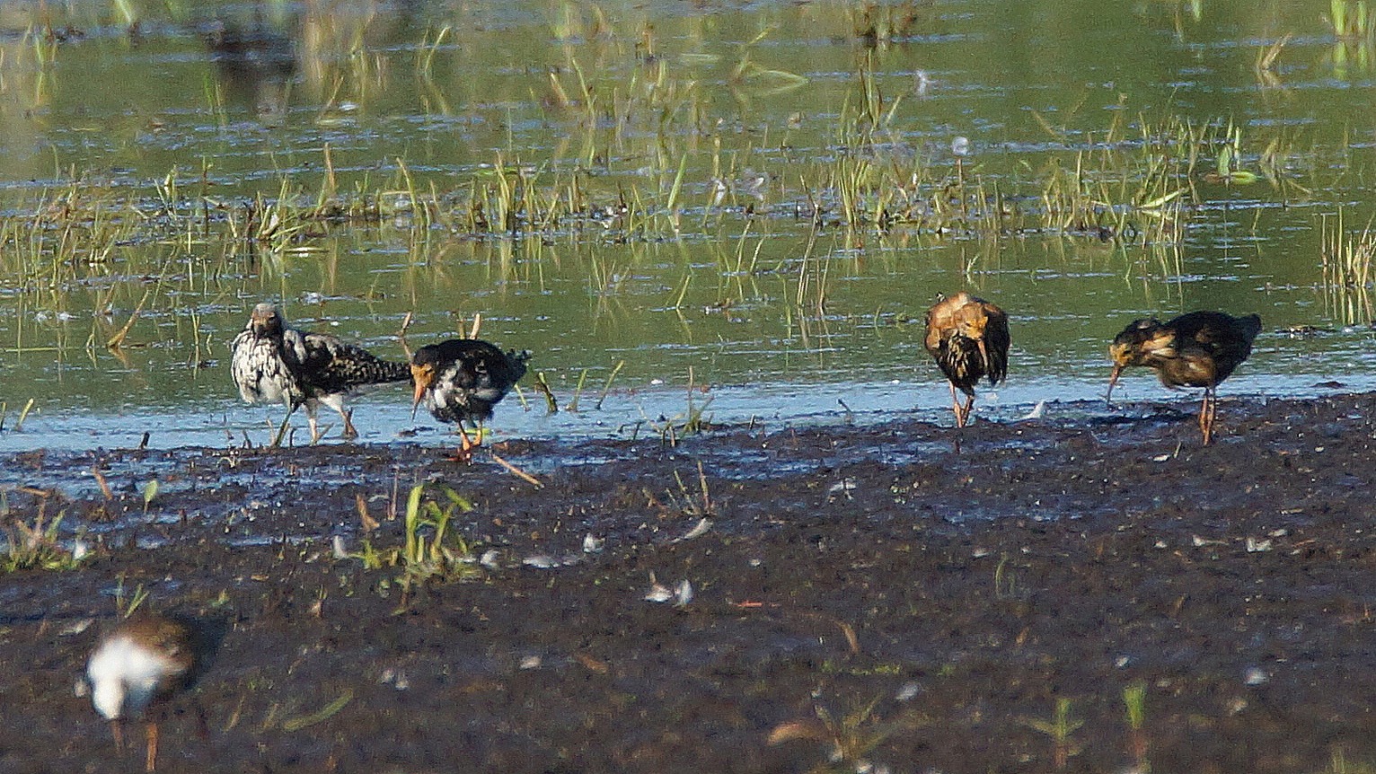 Kampfläufer