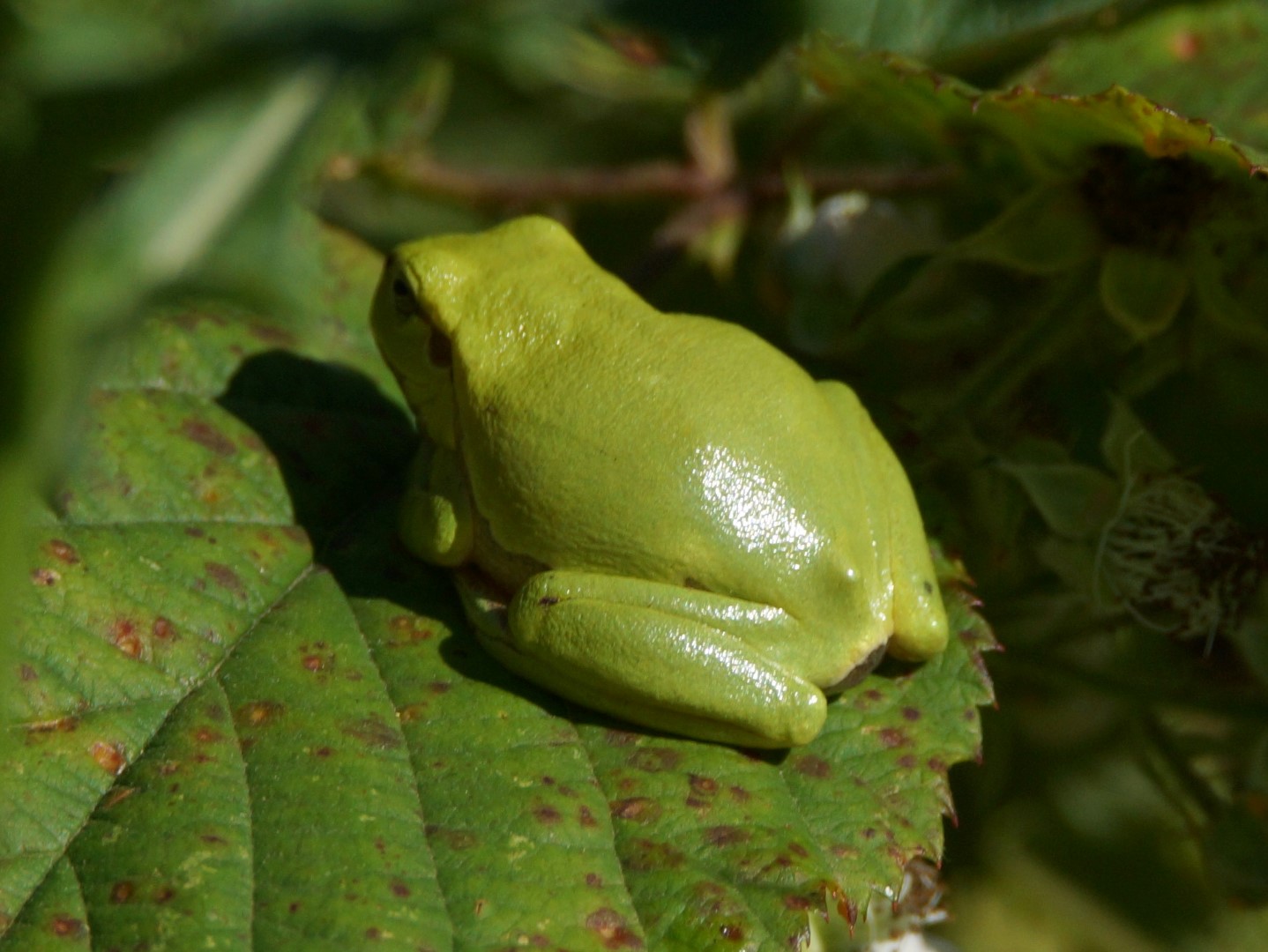 Laubfrosch