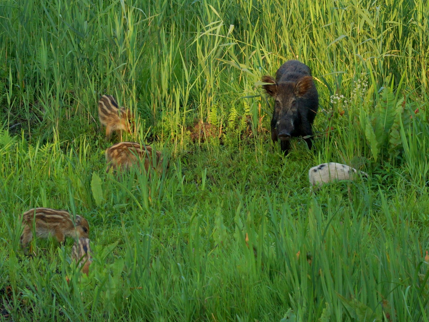 Wildschwein (1)