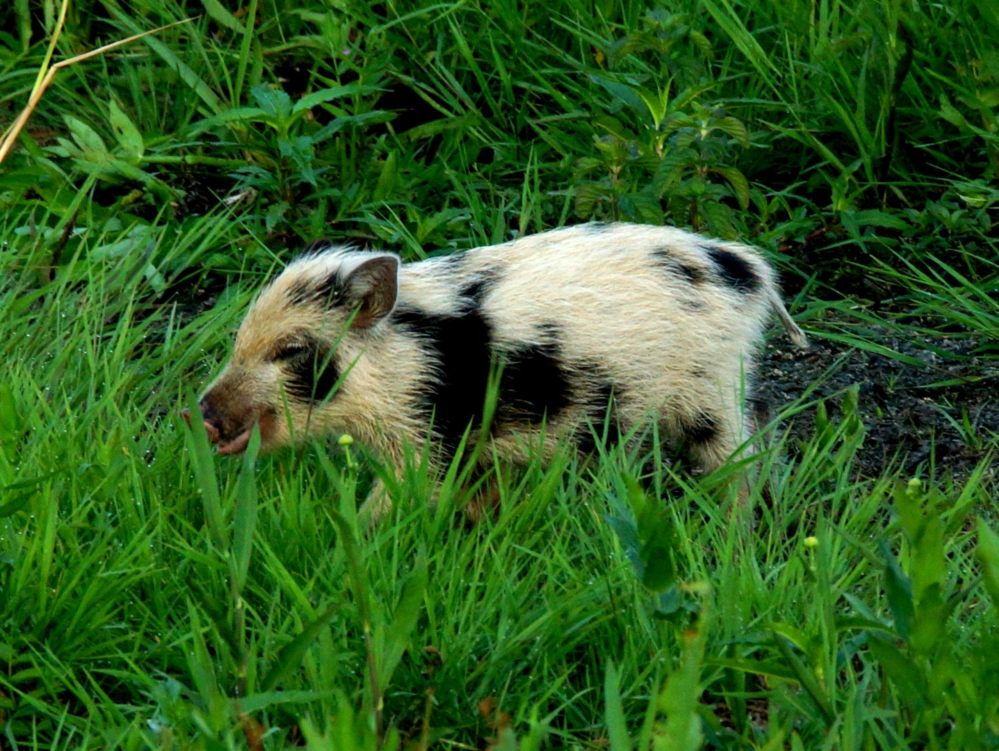 Wildschwein (2)