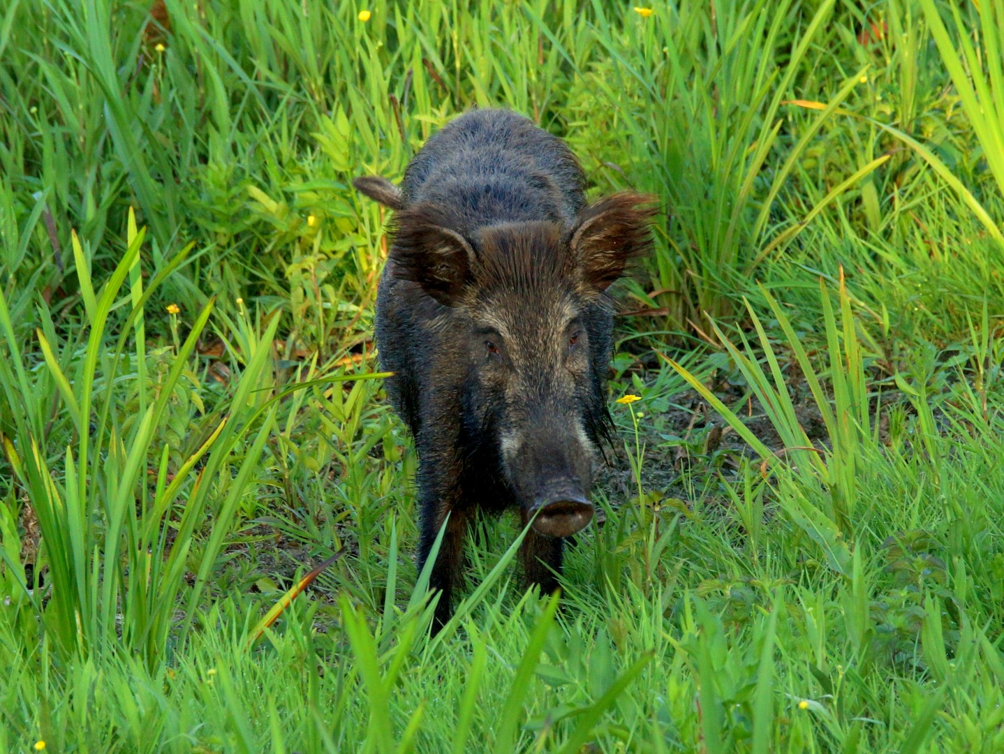 Wildschwein (3)