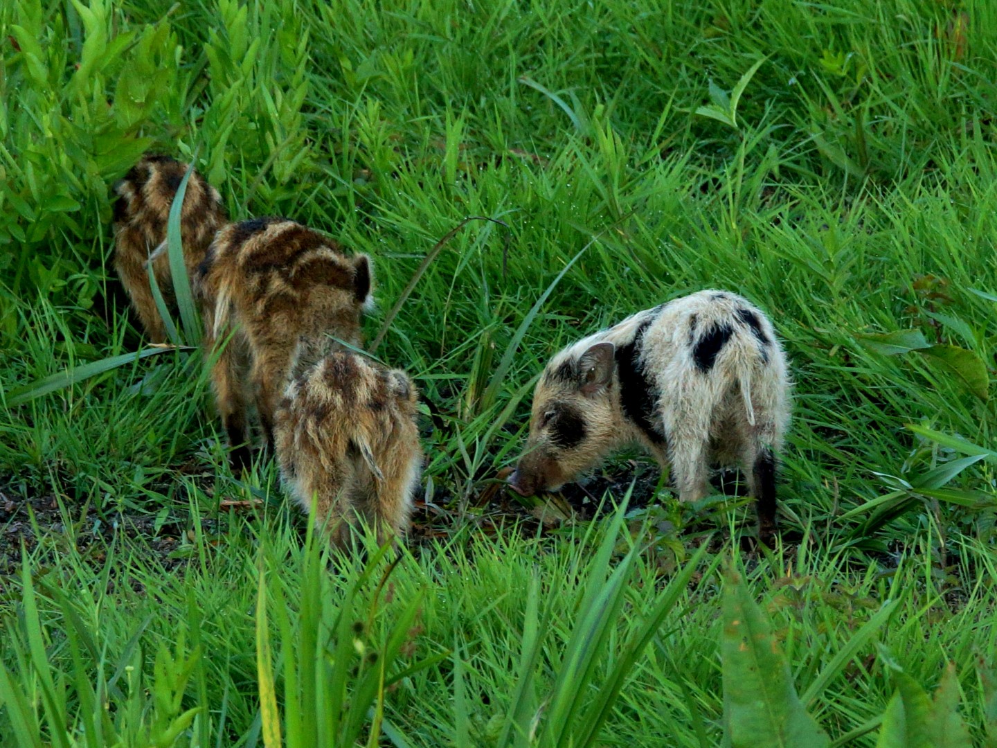 Wildschwein (4)