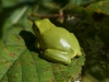 Laubfrosch