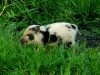 Wildschwein (2)