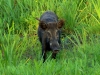 Wildschwein (3)
