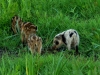 Wildschwein (4)