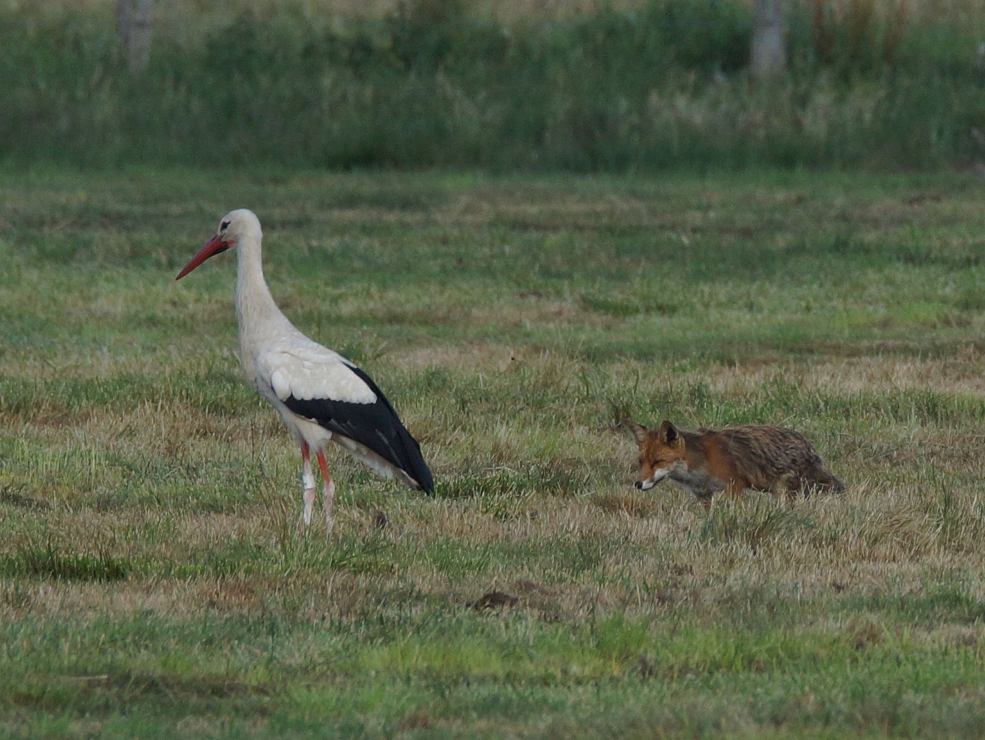 Fuchs Storch (1)