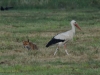 Fuchs Storch (2)