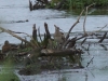 Regenbrachvogel