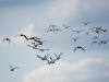 Brachvogel (2)