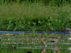 Brachvogel