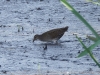 Tüpfelsumpfhuhn (1)